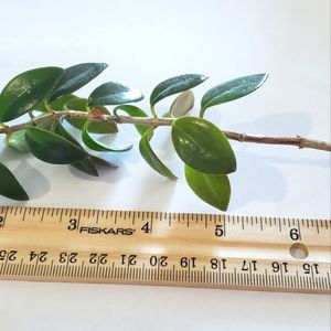 More Goldfish Plant cuttings per order!